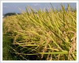 ふなずしに使用するお米は自家栽培
